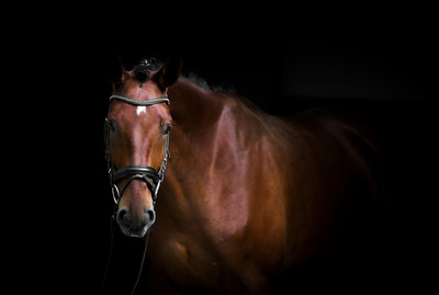 Ingo